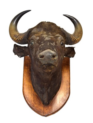 Lot 219 - Taxidermy - Antique shield-mounted preserved Water Buffalo (bubalus bubalis) head