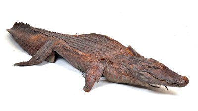 Lot 220 - Taxidermy - Antique preserved Caiman (caiman crocodilus fuscus)