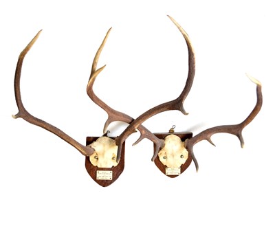 Lot 221 - Two pairs of shield-mounted Scottish stag antlers