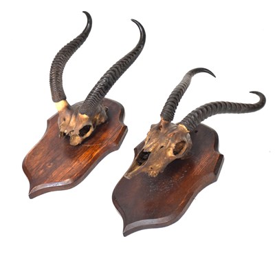 Lot 222 - Two pairs of shield-mounted African gazelle horns