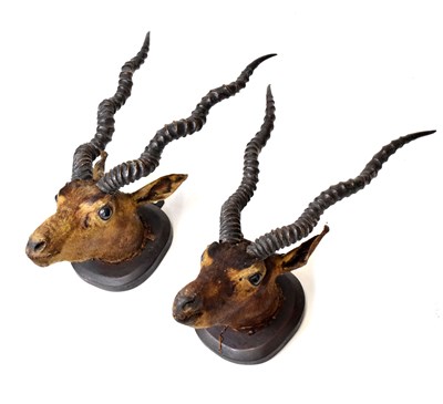 Lot 224 - Taxidermy - Two mounted antelope heads