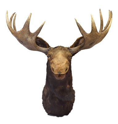 Lot 225 - Taxidermy - Large preserved North American Moose head