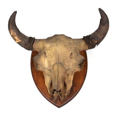 Lot 226 - Shield-mounted skull probably Water Buffalo