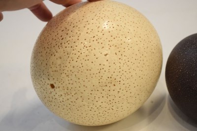 Lot 196 - Ostrich egg and two emu eggs