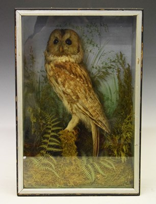 Lot 595 - Taxidermy - Early 20th Century preserved Barn Owl perched upon a branch