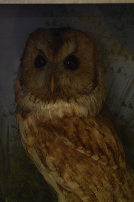 Lot 595 - Taxidermy - Early 20th Century preserved Barn Owl perched upon a branch