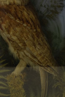 Lot 595 - Taxidermy - Early 20th Century preserved Barn Owl perched upon a branch