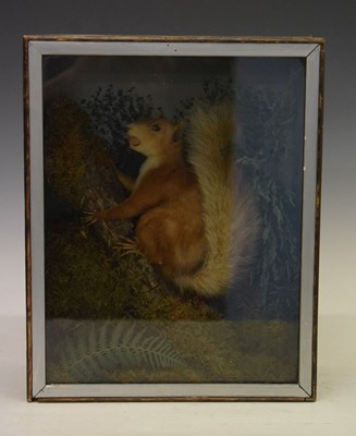 Lot 546 - Taxidermy - Early 20th Century preserved Squirrel