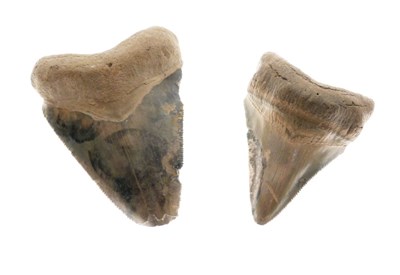 Lot 248 - Two Megalodon tooth fossils