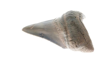 Lot 248 - Two Megalodon tooth fossils