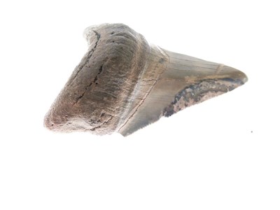 Lot 248 - Two Megalodon tooth fossils