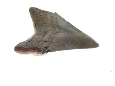 Lot 248 - Two Megalodon tooth fossils