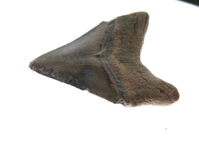 Lot 248 - Two Megalodon tooth fossils