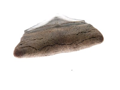 Lot 248 - Two Megalodon tooth fossils
