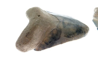 Lot 248 - Two Megalodon tooth fossils