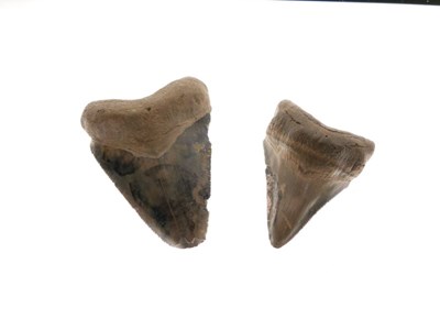 Lot 248 - Two Megalodon tooth fossils