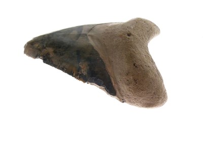 Lot 248 - Two Megalodon tooth fossils