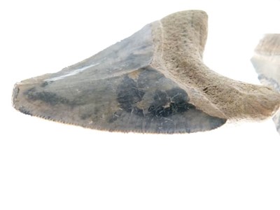 Lot 248 - Two Megalodon tooth fossils