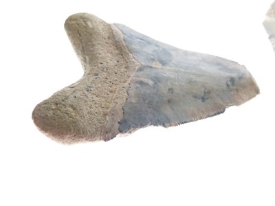 Lot 248 - Two Megalodon tooth fossils