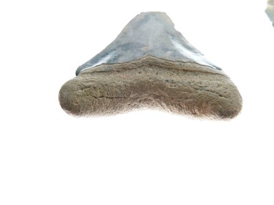 Lot 248 - Two Megalodon tooth fossils