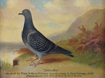 Lot 407 - Andrew Beer (1862-1954) - Oil on canvas - Study of Racing Pigeon 'Miskin Boy'