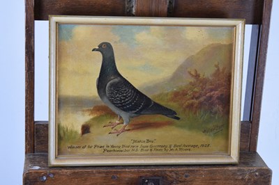 Lot 407 - Andrew Beer (1862-1954) - Oil on canvas - Study of Racing Pigeon 'Miskin Boy'