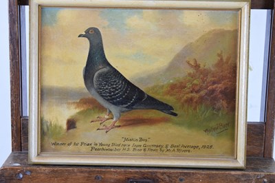 Lot 407 - Andrew Beer (1862-1954) - Oil on canvas - Study of Racing Pigeon 'Miskin Boy'