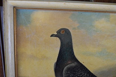 Lot 407 - Andrew Beer (1862-1954) - Oil on canvas - Study of Racing Pigeon 'Miskin Boy'