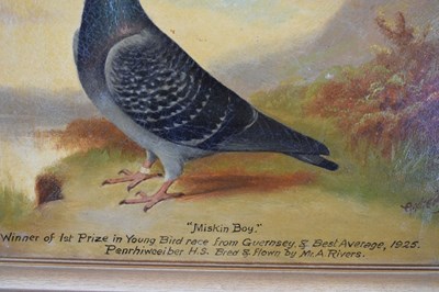 Lot 407 - Andrew Beer (1862-1954) - Oil on canvas - Study of Racing Pigeon 'Miskin Boy'
