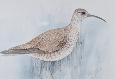 Lot 434 - Emma Faull - Eskimo Curlew