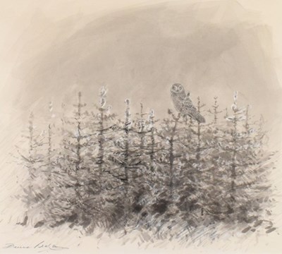 Lot 433 - Bruce Pearson - 'Owl Study'