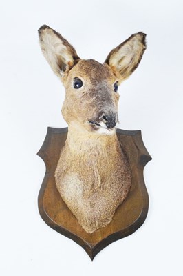 Lot 218 - Taxidermy - Preserved shield-mounted deer head