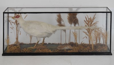 Lot 216 - Taxidermy - Leucistic Pheasant