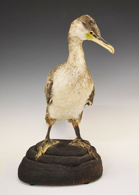 Lot 213 - Taxidermy - Preserved cormorant