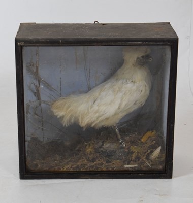 Lot 214 - Taxidermy - Cased preserved possibly Polish white bantam/chicken