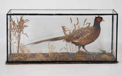 Lot 217 - Taxidermy - Preserved male pheasant