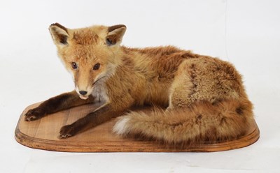 Lot 212 - Taxidermy - Preserved fox in recumbent pose