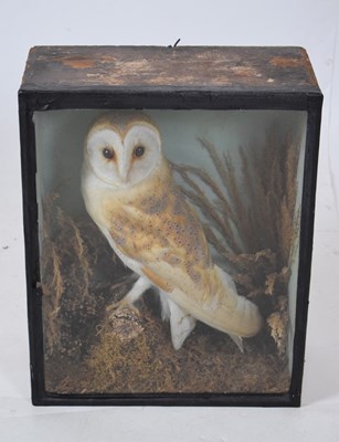 Lot 215 - Taxidermy - cased preserved barn owl