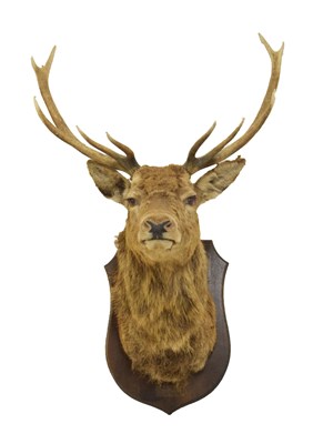 Lot 194 - Large shield back stag head