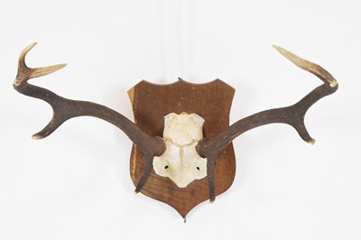 Lot 259 - Shield back stag antlers