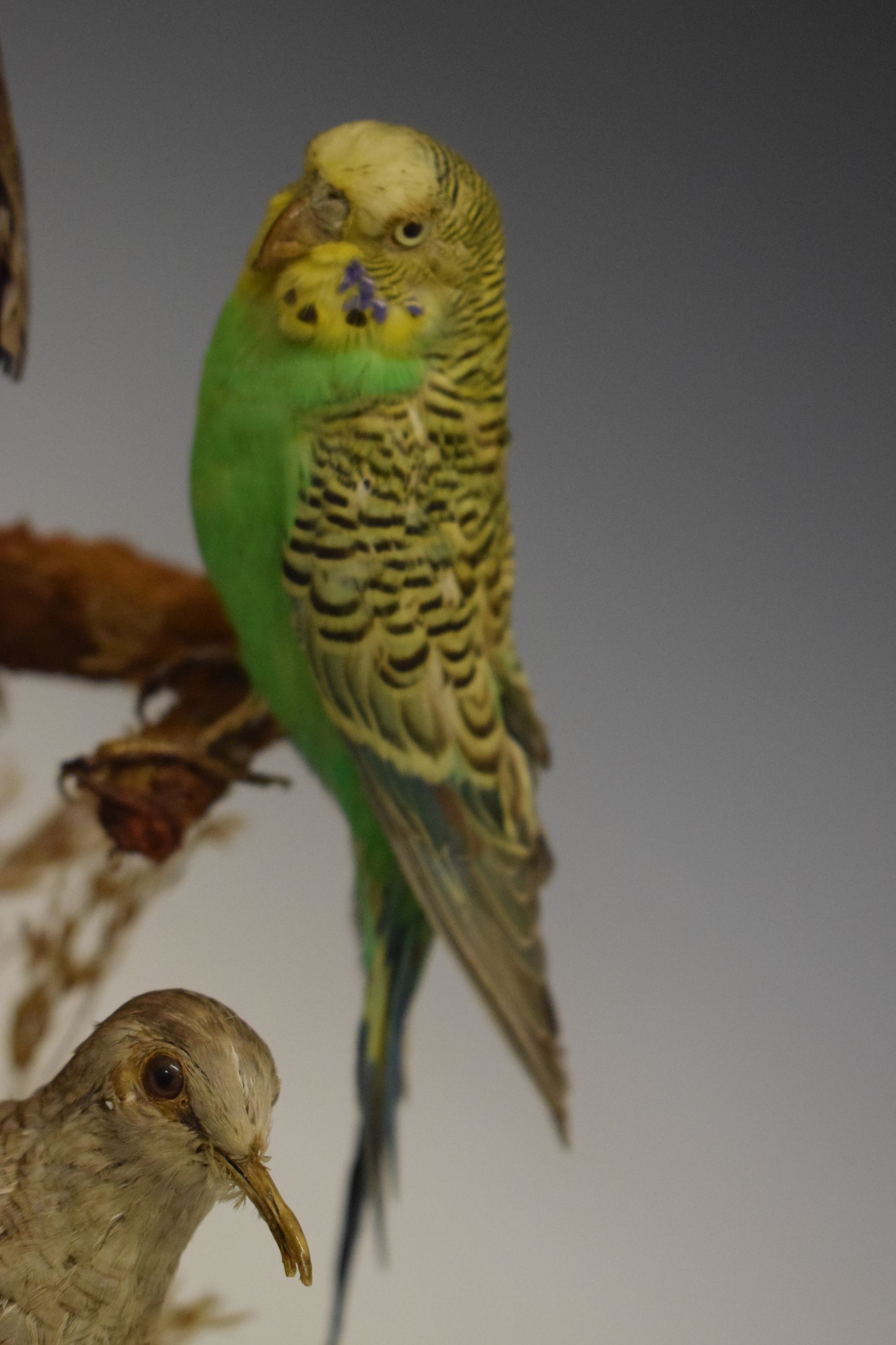 Antique 19th C Victorian Diorama of 40 taxidermy tropical birds