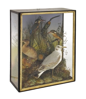 Lot 193 - Two cased kingfishers, and two other birds