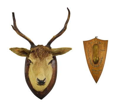 Lot 195 - Shield-mounted stag's  head