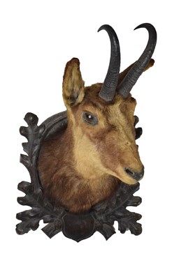 Lot 290 - Taxidermy chamois