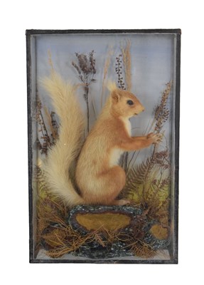 Lot 360 - Taxidermy - Preserved squirrel