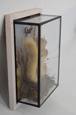 Lot 360 - Taxidermy - Preserved squirrel