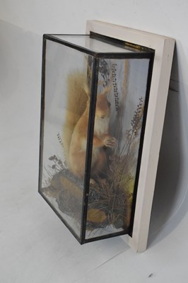 Lot 360 - Taxidermy - Preserved squirrel