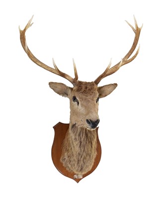 Lot 435 - Taxidermy - shield-mounted red deer stag