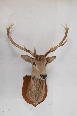 Lot 435 - Taxidermy - shield-mounted red deer stag