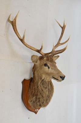 Lot 435 - Taxidermy - shield-mounted red deer stag